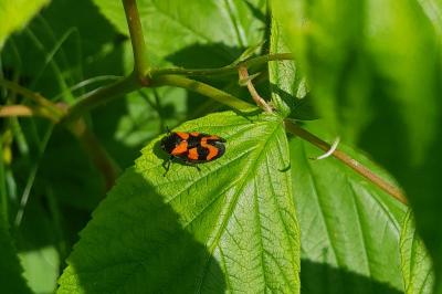 <i>Cercopis vulnerata</i>