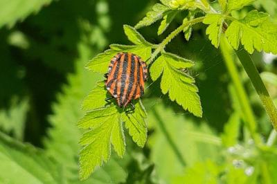 <i>Graphosoma italicum</i>