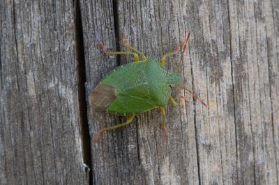 <i>Palomena prasina</i>
