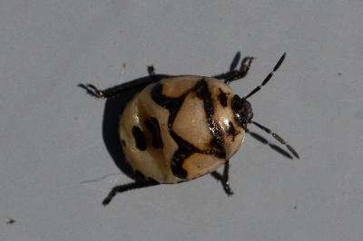 <i>Tritomegas bicolor</i>