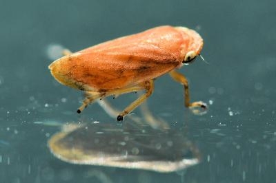 <i>Philaenus spumarius</i>