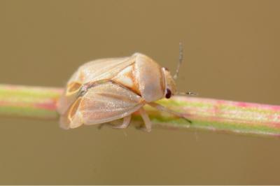 <i>Strongylocoris obscurus</i>
