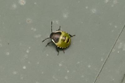 <i>Palomena prasina</i>