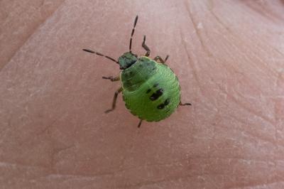 <i>Palomena prasina</i>
