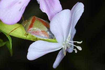 <i>Piezodorus lituratus</i>