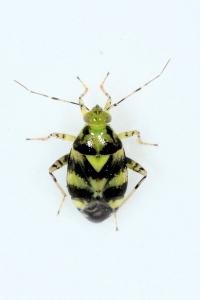 <i>Liocoris tripustulatus</i>