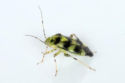 <i>Liocoris tripustulatus</i>