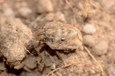 <i>Psacasta granulata</i>
