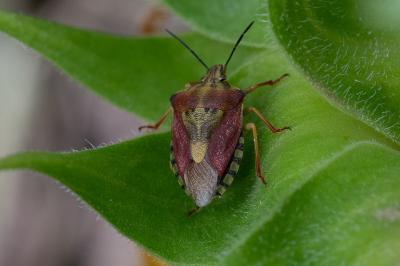 <i>Carpocoris purpureipennis</i>