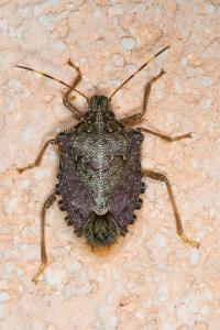 <i>Halyomorpha halys</i>