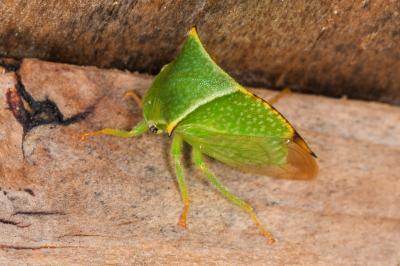 <i>Stictocephala alta</i>