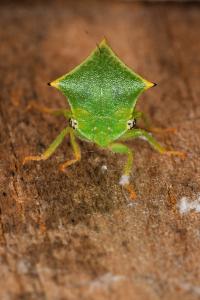 <i>Stictocephala alta</i>