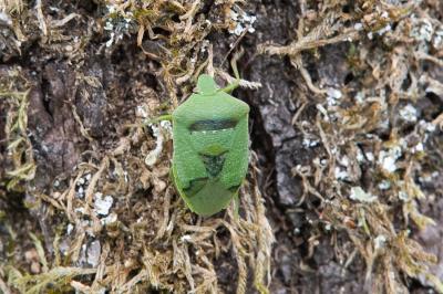 <i>Nezara viridula</i>