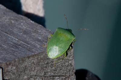 <i>Nezara viridula</i>