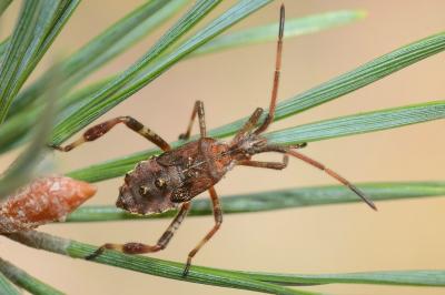 <i>Leptoglossus occidentalis</i>