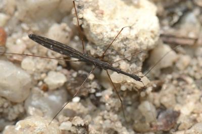 <i>Hydrometra stagnorum</i>