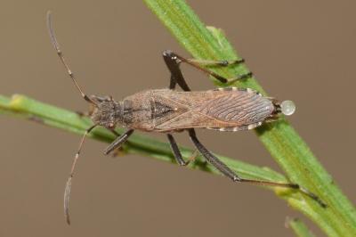 <i>Alydus calcaratus</i>