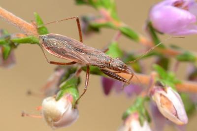 <i>Nabis ericetorum</i>
