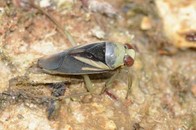 <i>Notonecta obliqua</i>