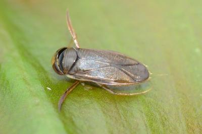 <i>Hesperocorixa castanea</i>