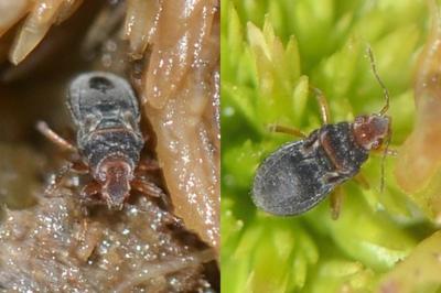 <i>Hebrus ruficeps</i>