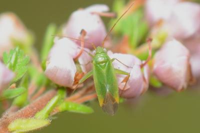 <i>Orthotylus ericetorum</i>