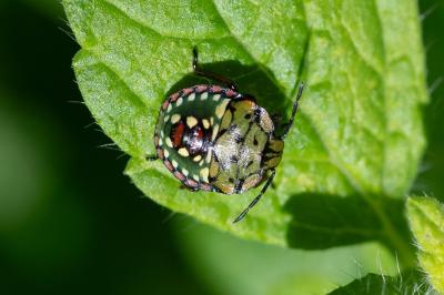 <i>Nezara viridula</i>