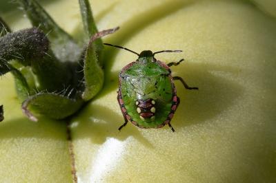 <i>Nezara viridula</i>