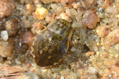 <i>Naucoris maculatus</i>