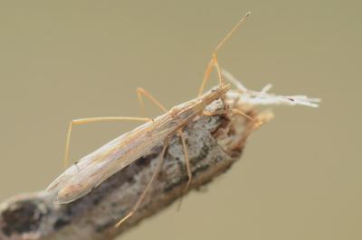 <i>Berytinus hirticornis</i>