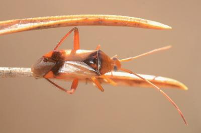 <i>Pseudomegacoelum beckeri</i>