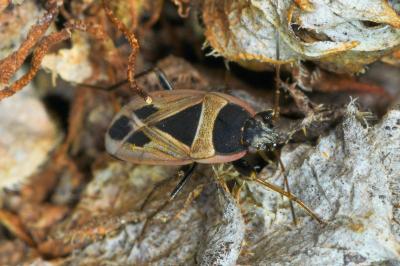 <i>Xanthochilus quadratus</i>