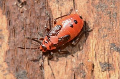 <i>Lygaeus equestris</i>