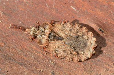 <i>Aradus conspicuus</i>
