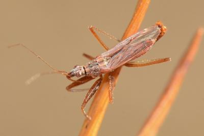 <i>Nabis ericetorum</i>