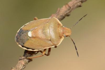 <i>Chlorochroa pinicola</i>
