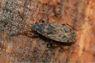 <i>Peritrechus gracilicornis</i>