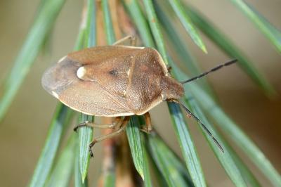 <i>Chlorochroa pinicola</i>