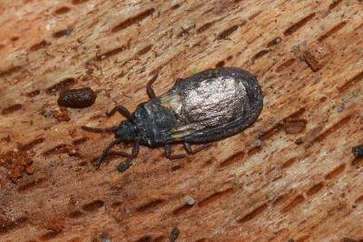 <i>Aneurus avenius</i>