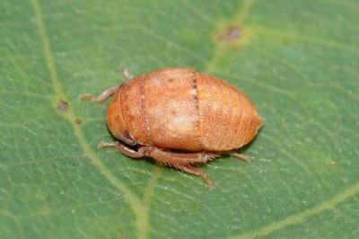 <i>Penthimia nigra</i>
