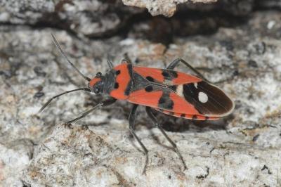 <i>Lygaeus equestris</i>
