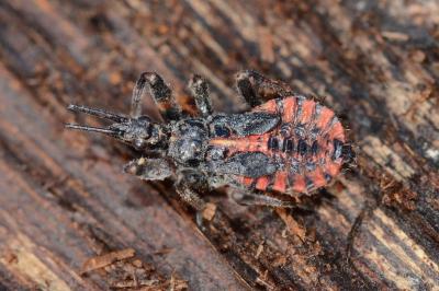 <i>Rhynocoris annulatus</i>