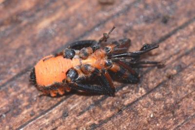 <i>Rhynocoris annulatus</i>