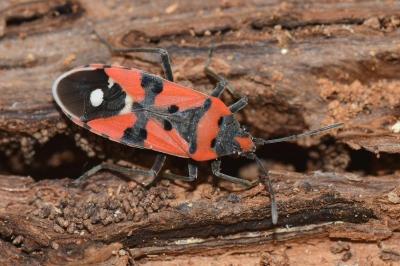 <i>Lygaeus equestris</i>
