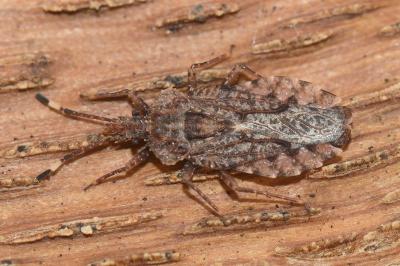 <i>Aradus brenskei</i>