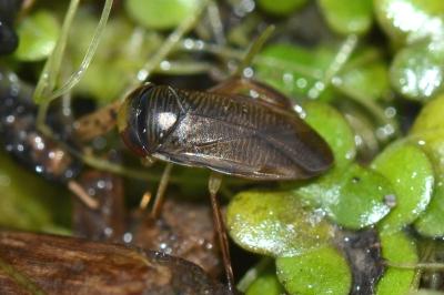 <i>Hesperocorixa moesta</i>