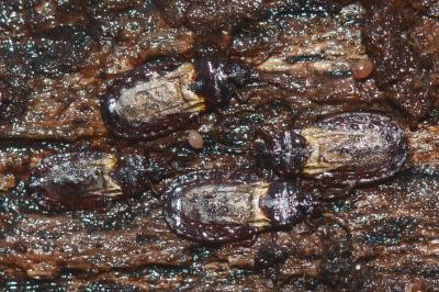 <i>Aneurus avenius</i>