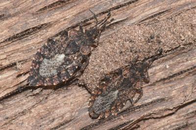 <i>Aradus betulae</i>