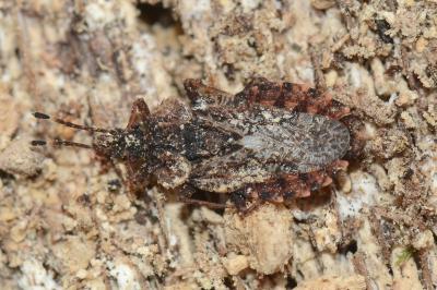 <i>Aradus betulae</i>