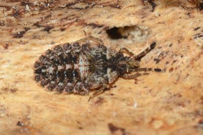 <i>Aradus betulae</i>